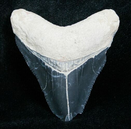 Bargain Bone Valley Megalodon Tooth #4195